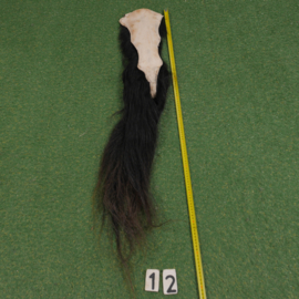 Paardenstaart (110 cm)