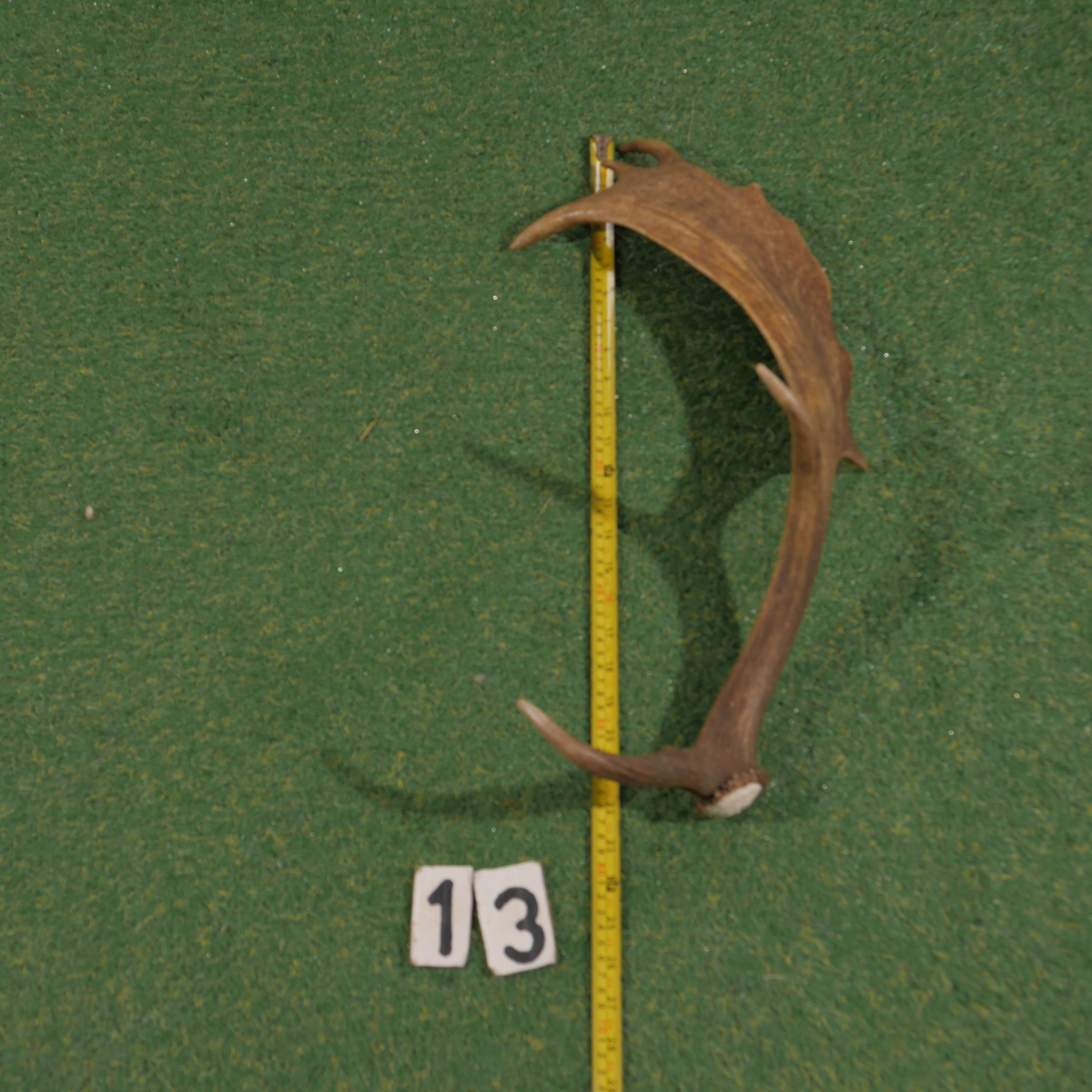 Damhert geweistang (60 cm)