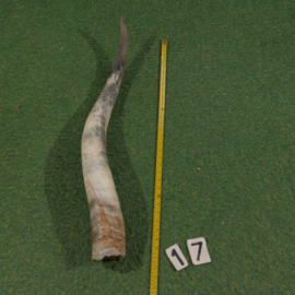 Ruwe hoorn van Watusi ( 80 cm )