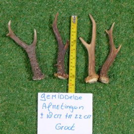 Roe deer antlers (singles: 18-22 cm)