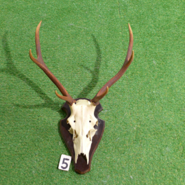 Red deer antlers with skull (80 x 50)