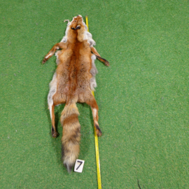 Red fox fur (125 cm) open