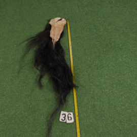 Paardenstaart (80 cm)