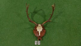 Fallow deer antlers with skull (75 x 60)