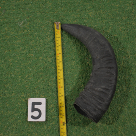 Water buffalo horn (30 cm)