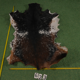 Perkament van geit met haar (ongeveer 1.10 m²)
