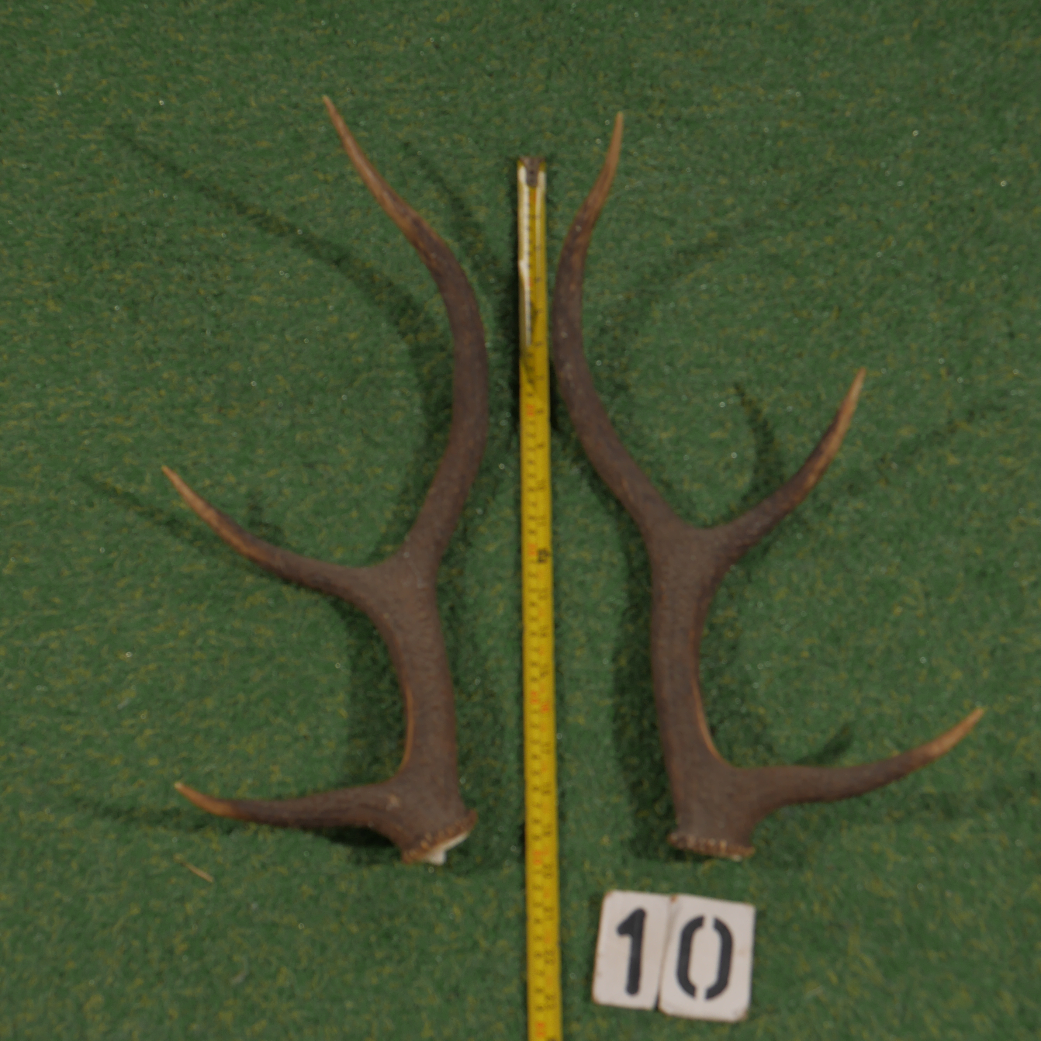 Edelhertgewei (50 cm) setje