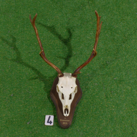 Red deer antlers with skull (70 x 45)