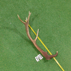 Red deer antler (70 cm)