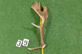 Fallow deer antler (50 cm)