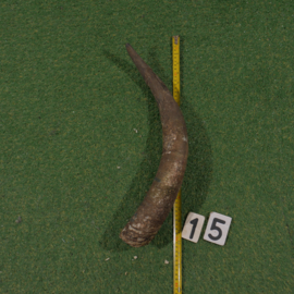Watusi hoorn (50 cm) ongepolijst