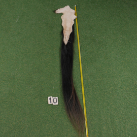 Paardenstaart (1.40 cm)