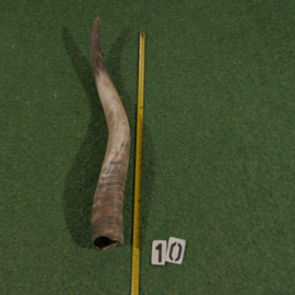 Ruwe hoorn van Watusi ( 75 cm )