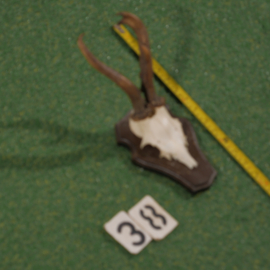 Mounted roe deer antlers (35 cm)