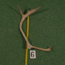 Gewei van rendier ( 45 cm )