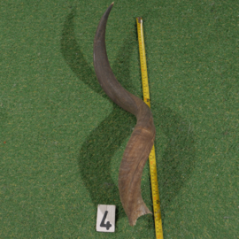 Koedoe hoorn ( 65 cm)