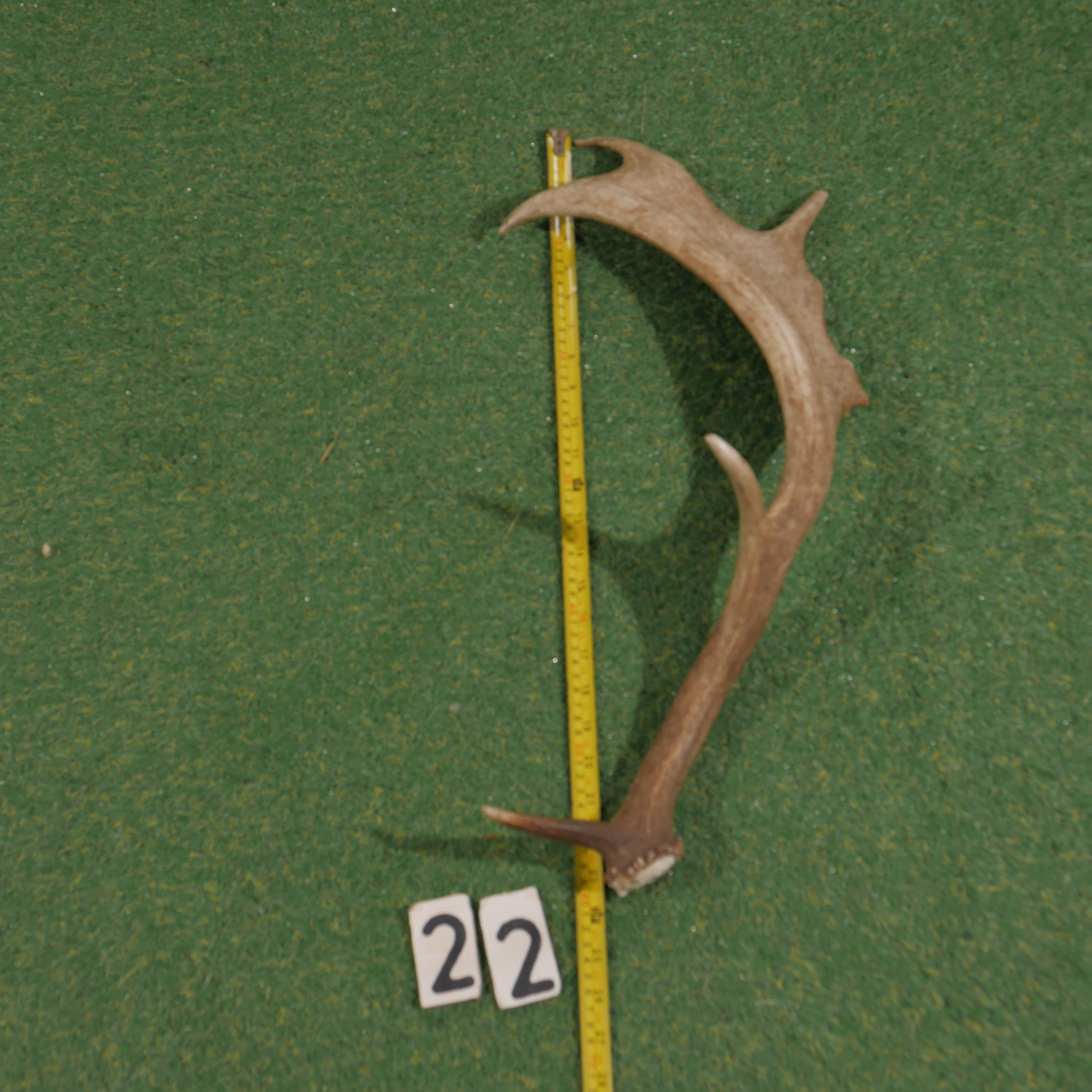 Damhert geweistang (60 cm)
