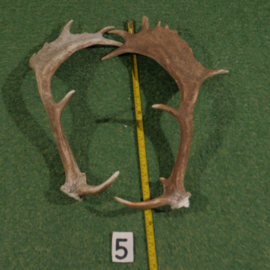 Damhert geweistang (60 cm) setje