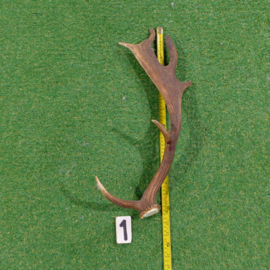 Fallow deer antler (55 cm)