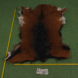 Perkament van geit met haar (ongeveer 1.10 m²)