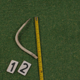 Reindeer antler (25 cm)