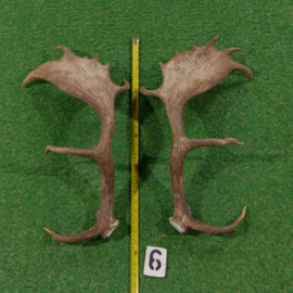 Fallow deer antler (60 cm) set of two