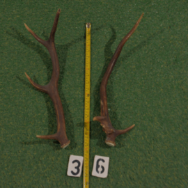 Red deer antlers (50 cm) set