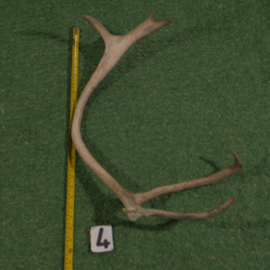Gewei van rendier ( 60 cm )