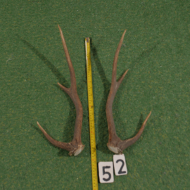 Edelhertgewei (50 cm) setje