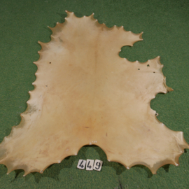 Red deer parchment (1.34 m²)