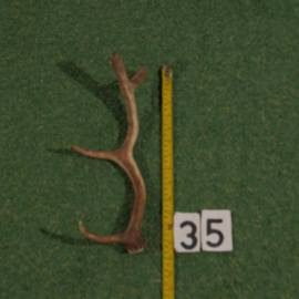 Damhert geweistang (35 cm)