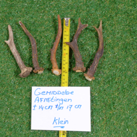 Roe deer antlers (singles: 14-17 cm)
