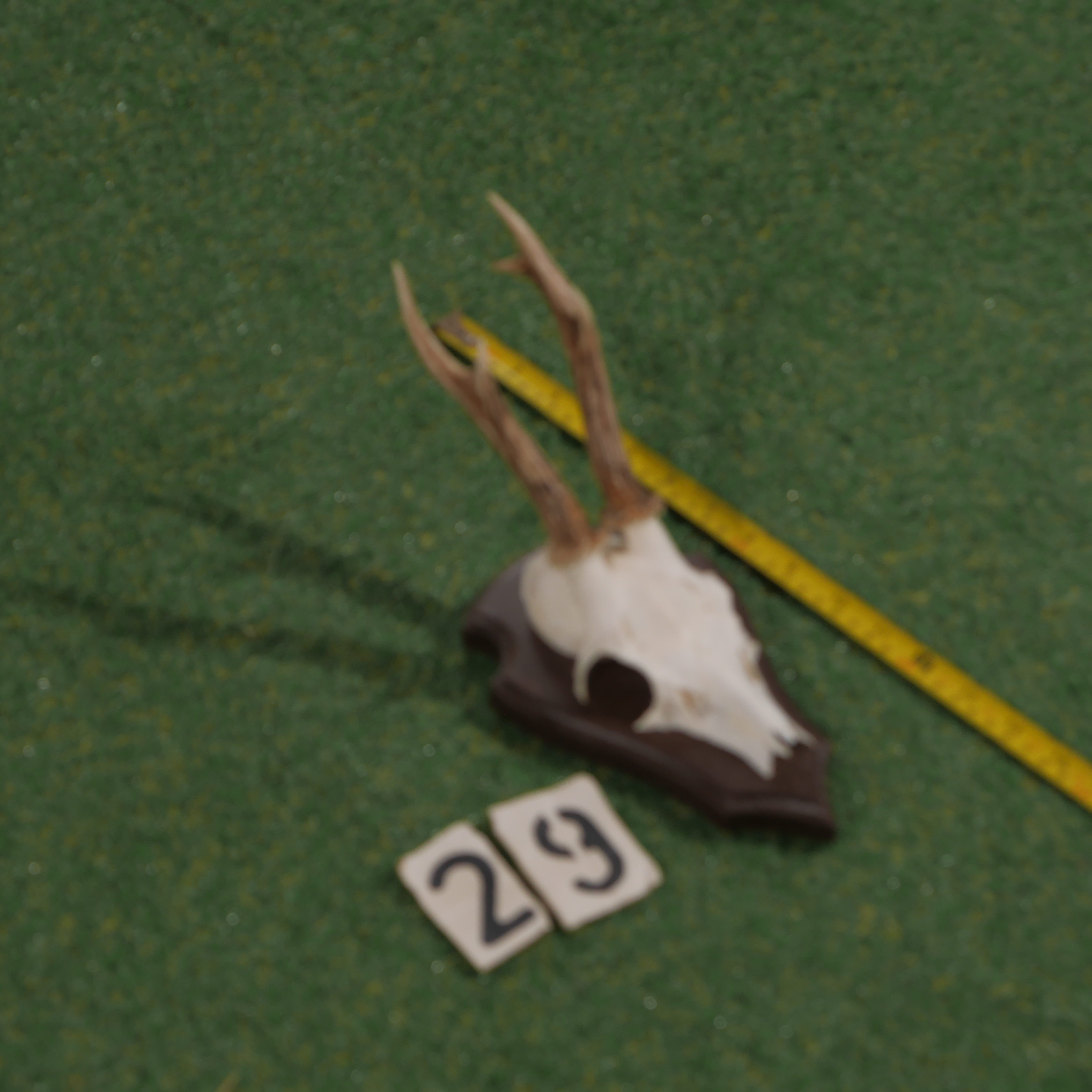 Mounted roe deer antlers (35 cm)