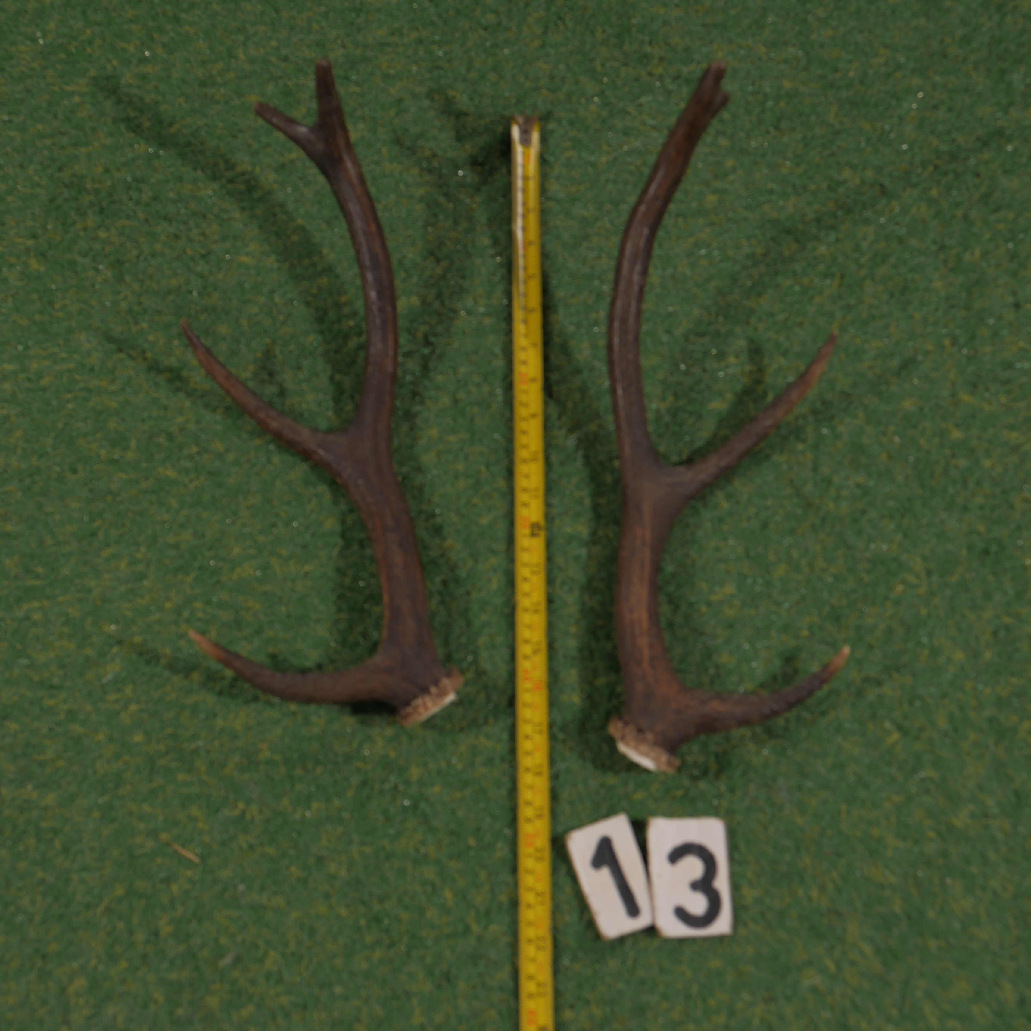 Edelhertgewei (45 cm) setje