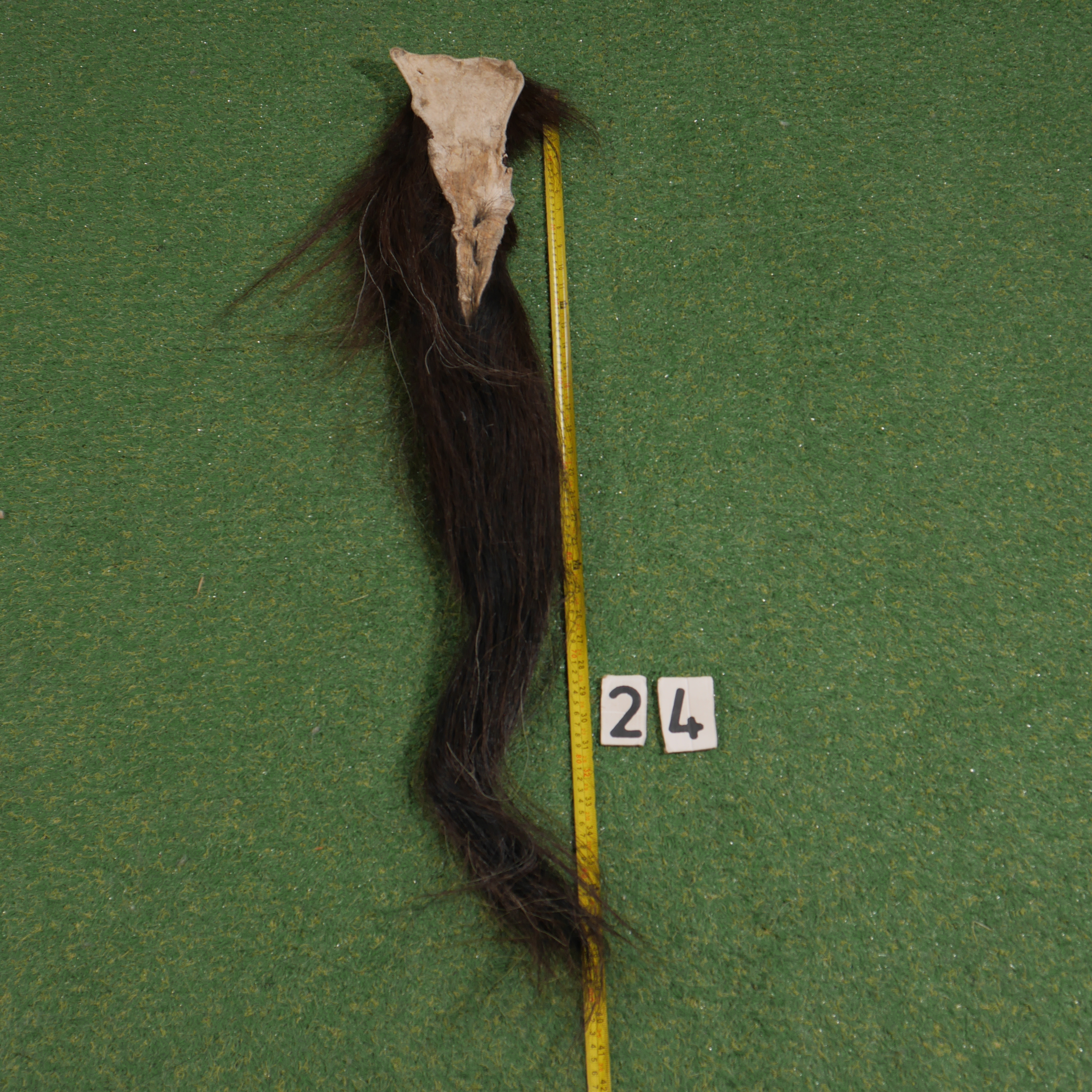 Paardenstaart (100 cm)