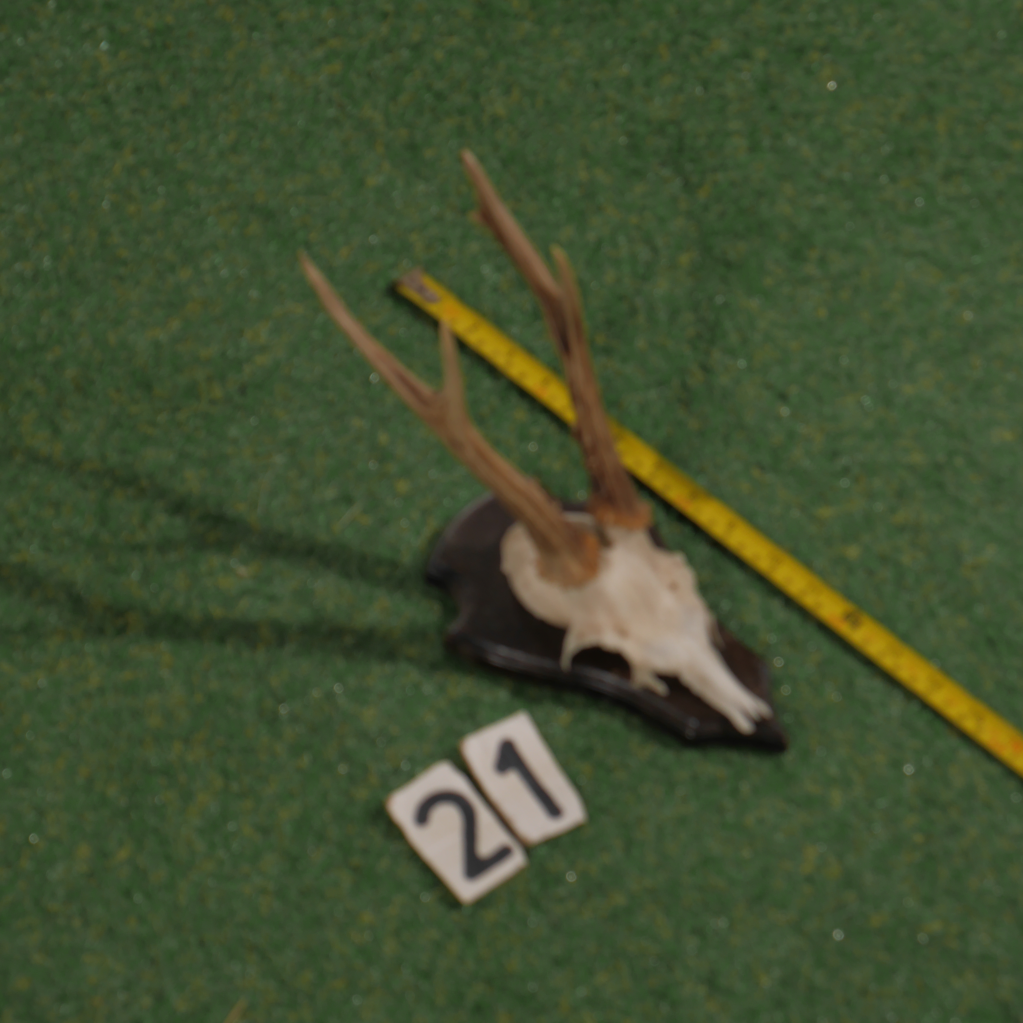 Mounted roe deer antlers (35 cm)