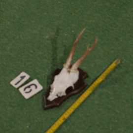 Mounted roe deer antlers (30 cm)