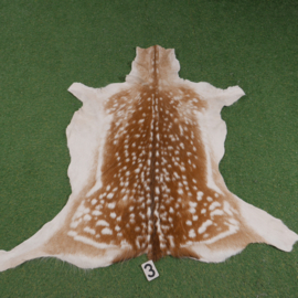 Fallow deer skin (115 x 115) summer coat