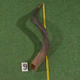 Koedoe hoorn ( 70 cm)