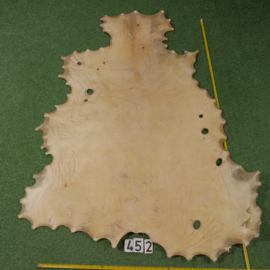 Red deer parchment / rawhide (1,25 m²)
