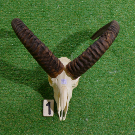 Moeflon hoorns met schedel (50 cm br)