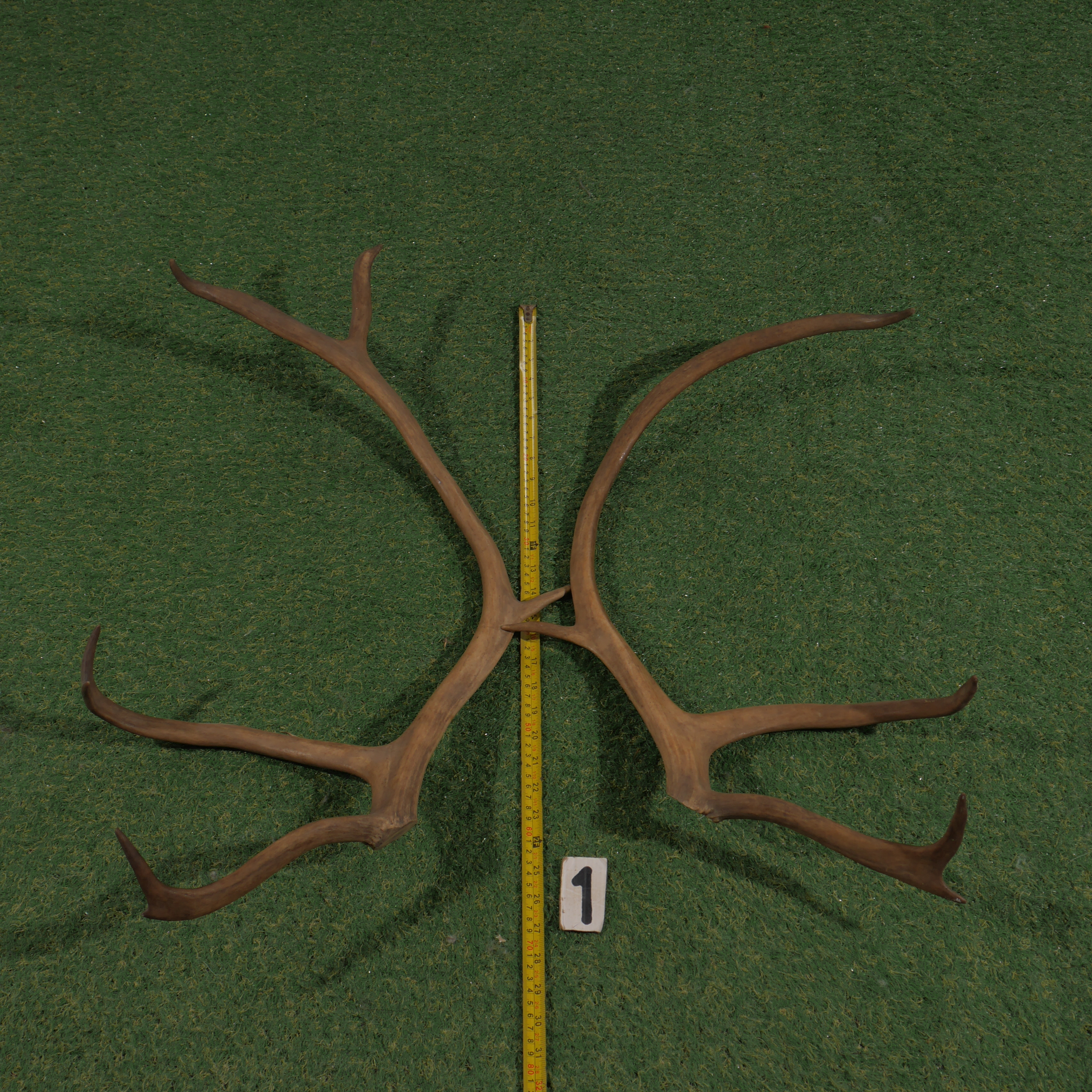 Reindeer antler set of 2 (70 cm)
