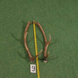 Red deer antlers (45 cm) set
