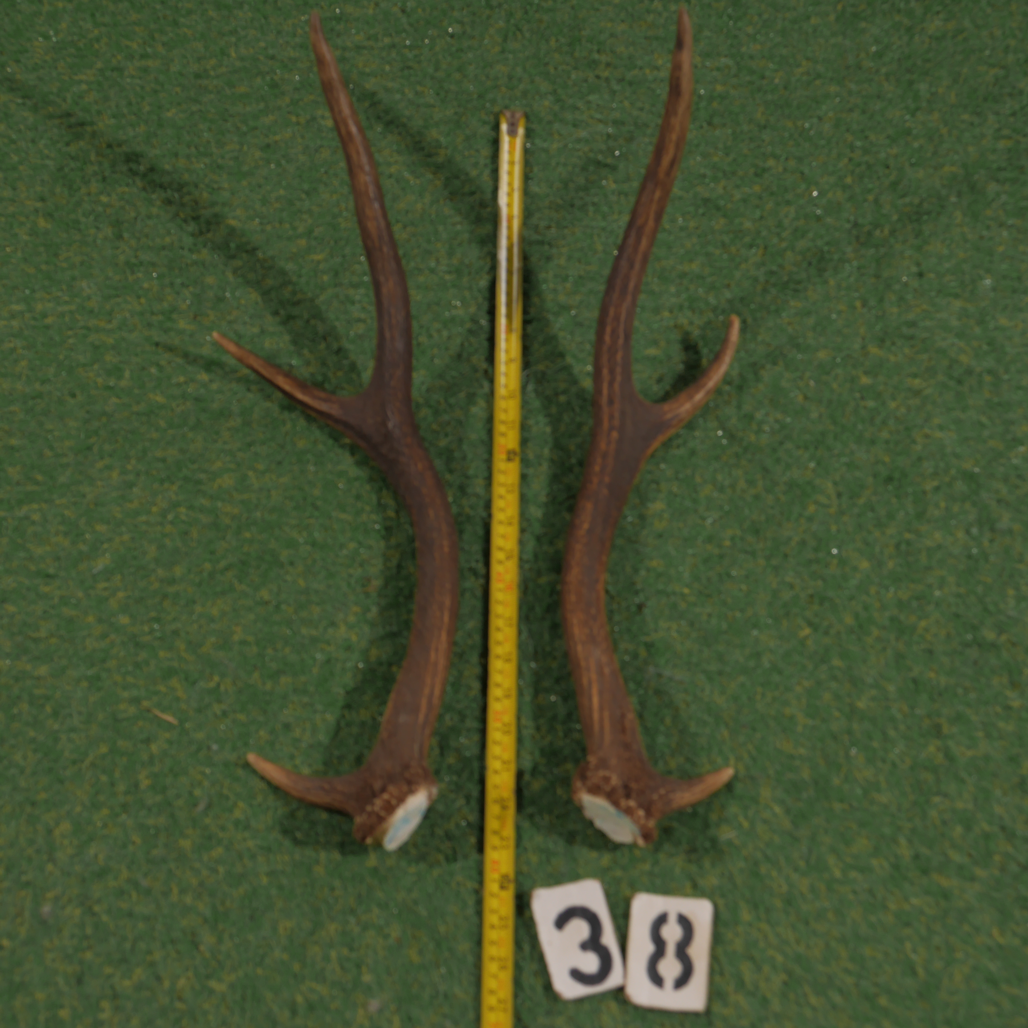 Edelhertgewei (60 cm) setje