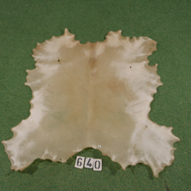 Wild boar rawhide (0,99 m²)