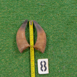 Moeflon horns (15 cm) set of two