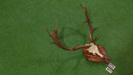 Fallow deer antlers with skull (75 x 60)