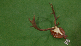 Damhertgewei met schedel (75 h x 60 br cm)