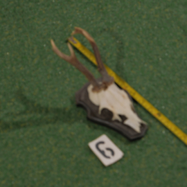 Mounted roe deer antlers (30 cm)