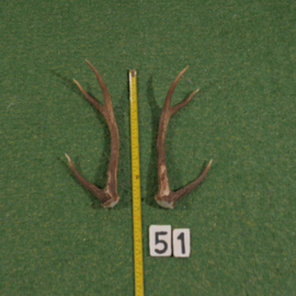 Edelhertgewei (40 cm) setje